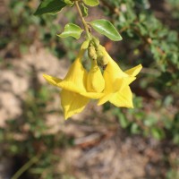 Gmelina asiatica L.